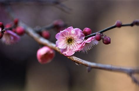 紅梅樹|ウメ（花ウメ）の種類（原種、品種）｜植物図鑑｜み 